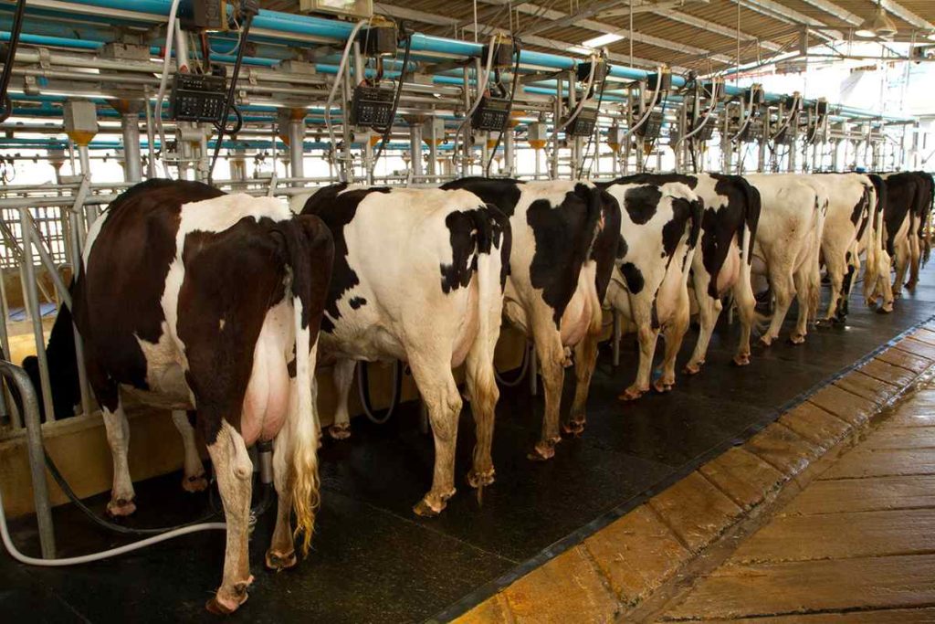 Trabajadoras Verónica, panorama lácteo