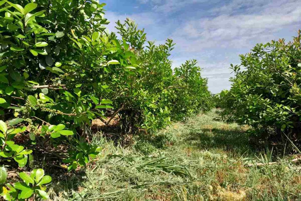Yerba mate Titrayju