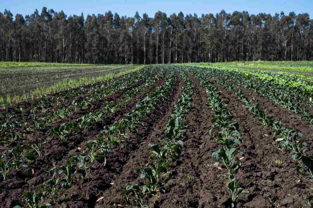 Beneficios de la agroecología