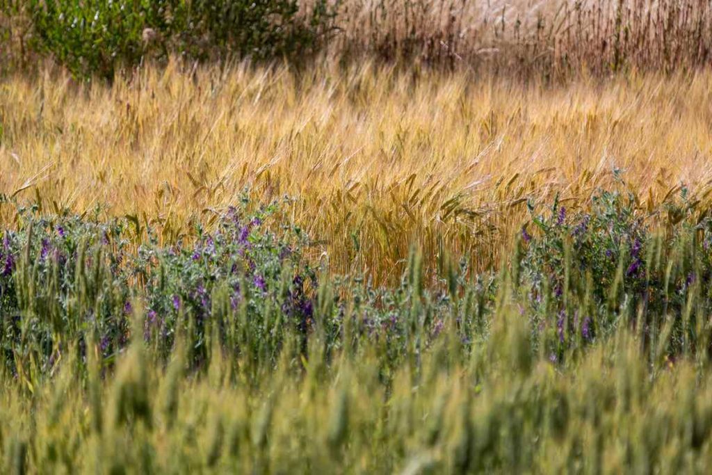 Beneficios de la agroecología