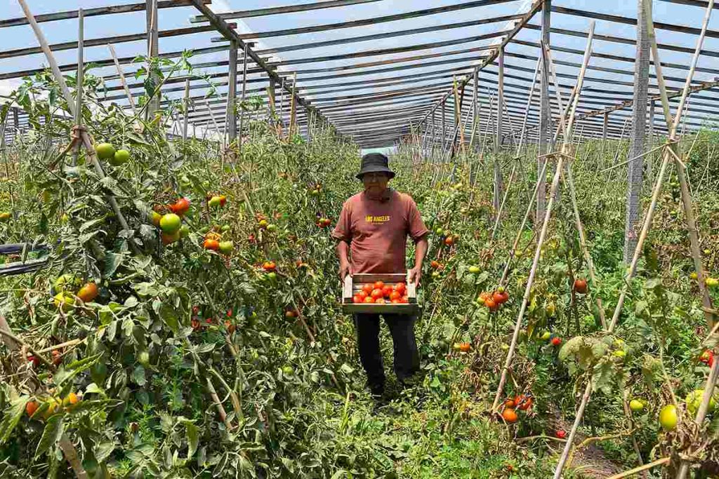 Caracoles y hormigas, resistir desde la agroecología