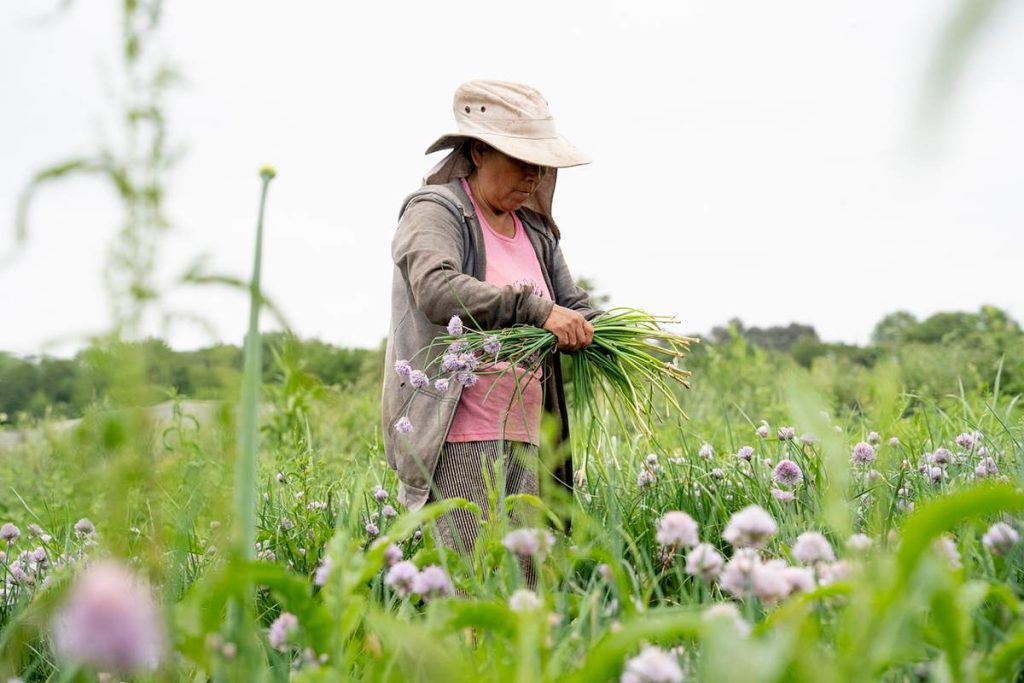 Caracoles y hormigas, resistir desde la agroecología