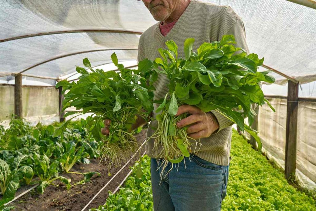ConSuma Dignidad. Red de economía social y alimentos de calidad en Tandil