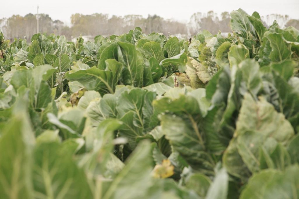 Comunidad Agrícola Callvú Leovú