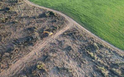 Extractivismo recargado: el Gobierno busca desmontar la Ley de Bosques