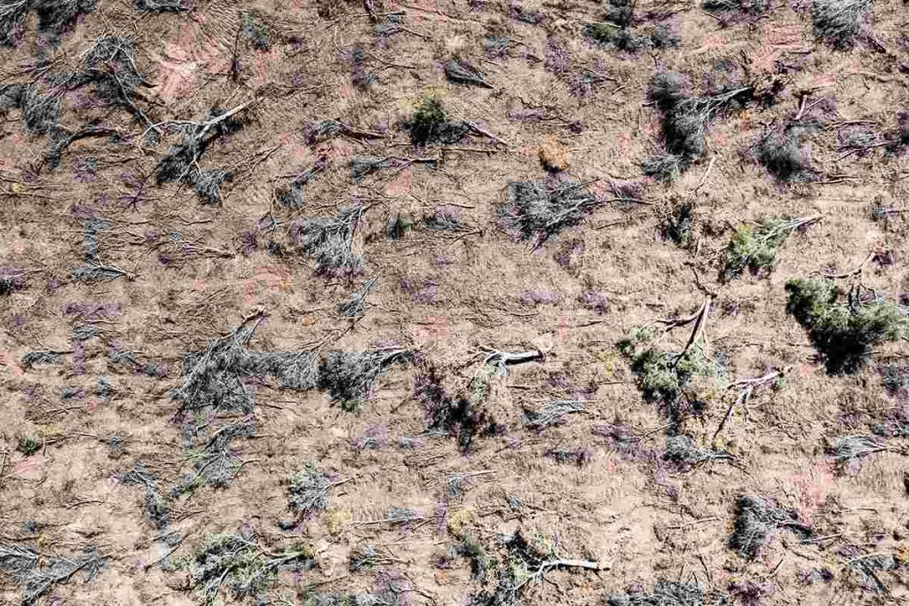 Ley de bosques en peligro