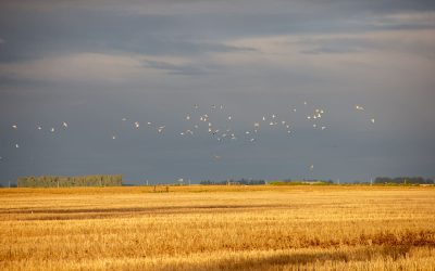"El Gobierno quita la posibilidad de seguir ejerciendo la soberanía nacional sobre nuestras tierras"