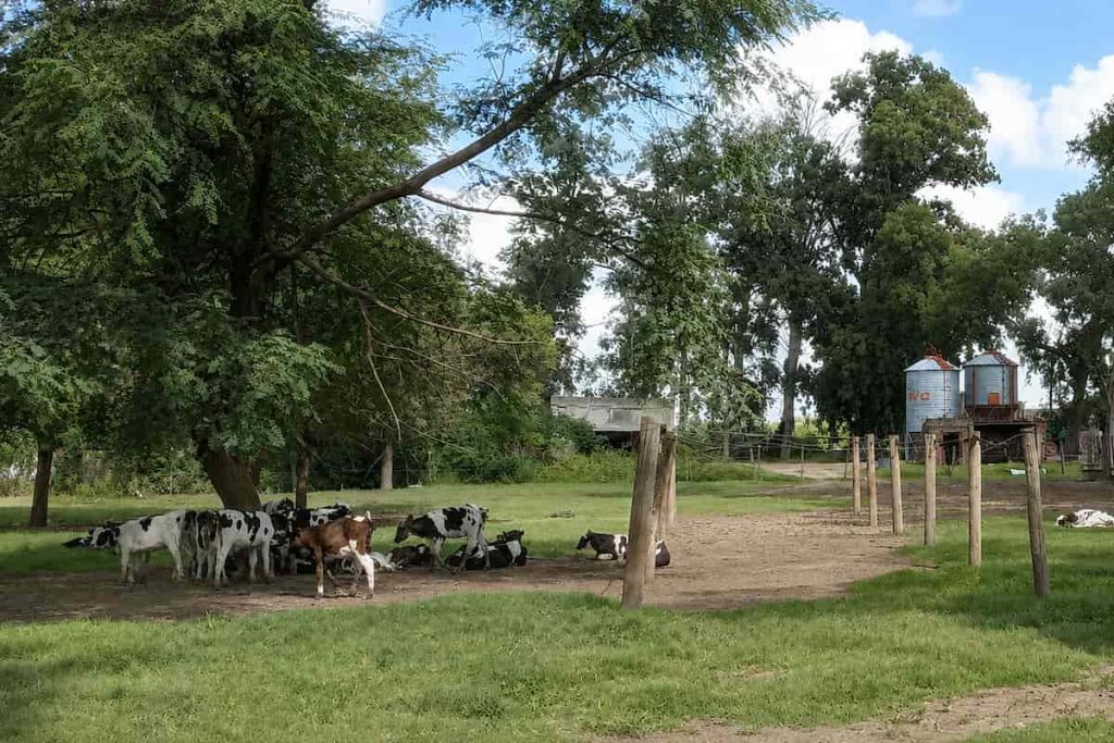 Una cooperativa entre Santa Fe y Córdoba para salvar la producción lechera