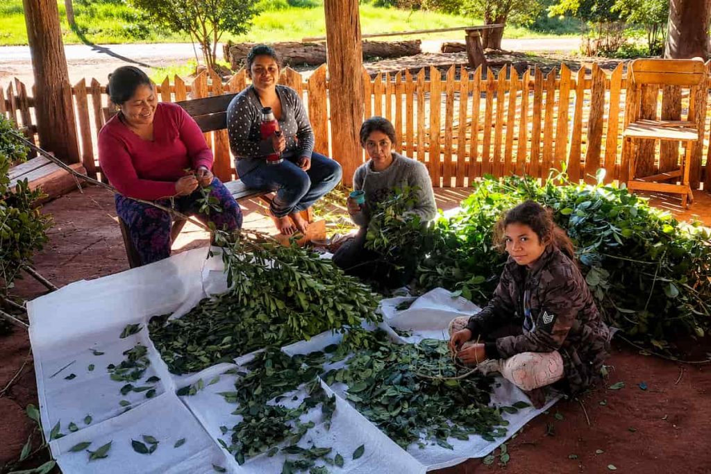 Perutí: yerba mate desde la cosmovisión guaraní