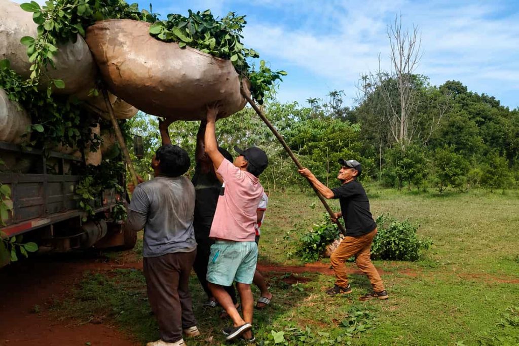 Perutí: yerba mate desde la cosmovisión guaraní