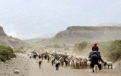 La carne caprina es producción campesina e indígena, de calidad y puede alimentar a la población