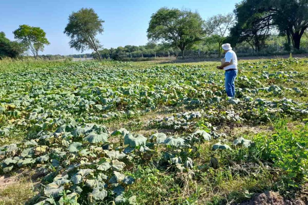 Limite a las fumigaciones en Chaco