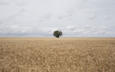 Arrendamientos rurales: el precio de la tierra y quién produce determinan el modelo de agro y de país