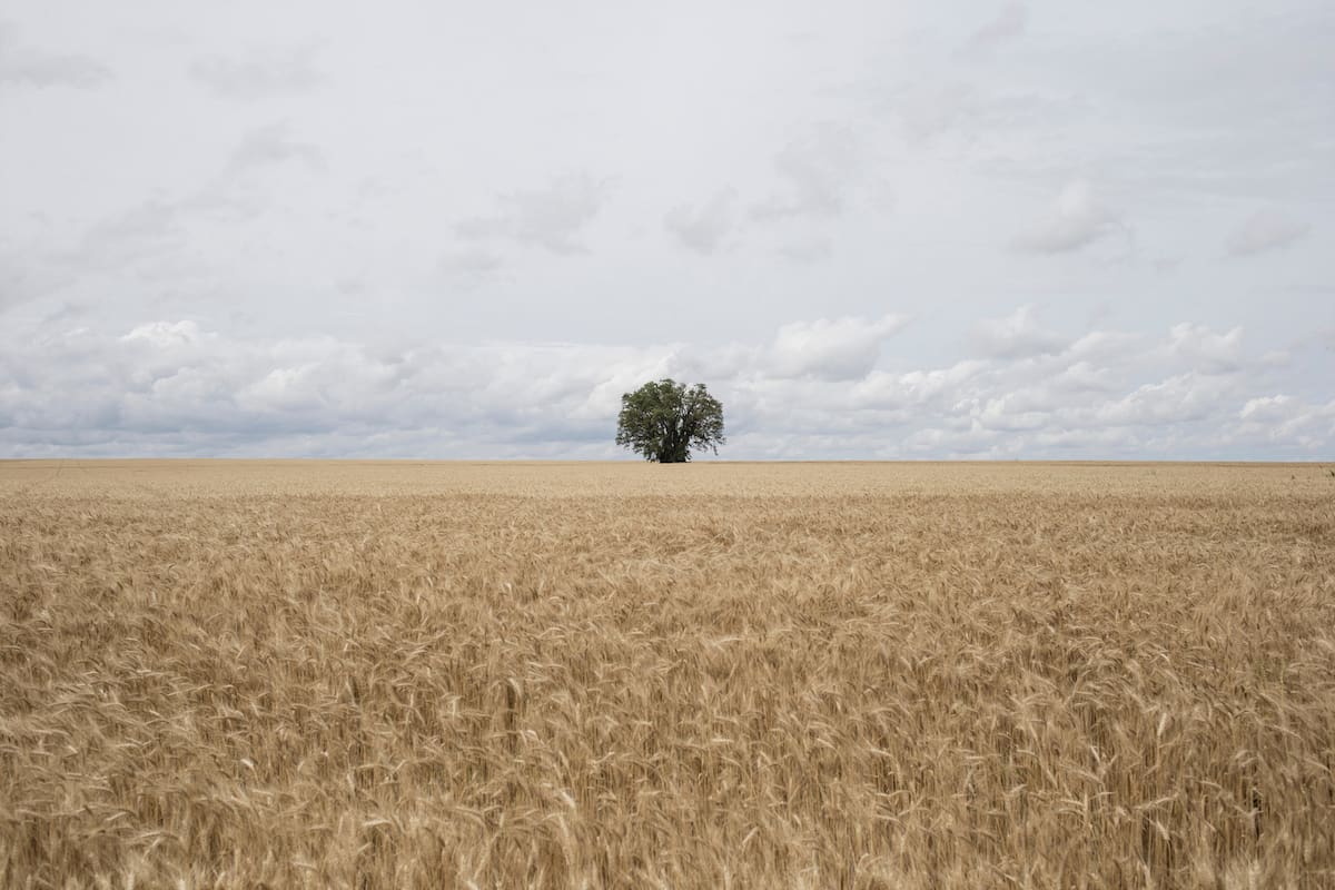 Arrendamientos rurales: cuando producir depende de poder pagar la tierra