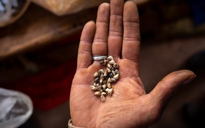Ley de Semillas bajo amenaza: el Gobierno a favor de las corporaciones del agronegocio