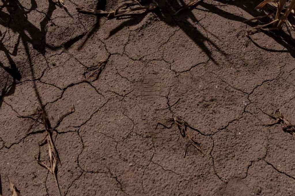 Arrendamientos rurales: cuando producir depende de poder pagar la tierra