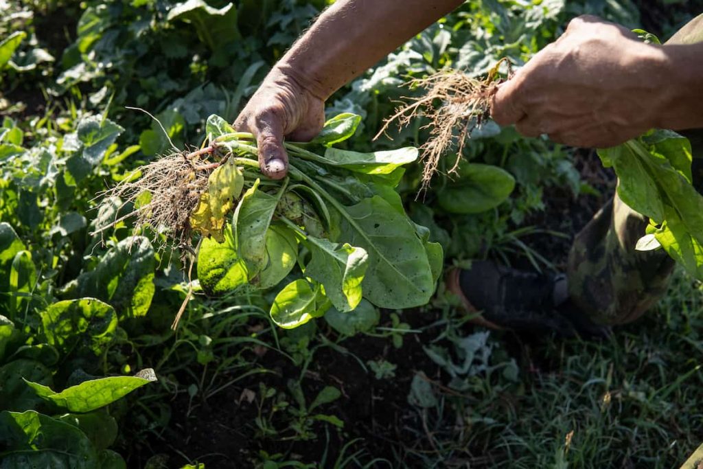 Comunidad que Sostiene la Agricultura:
