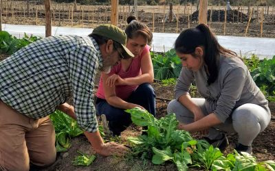 Dolavon Produce: una experiencia agroecológica en el Valle Inferior de Chubut