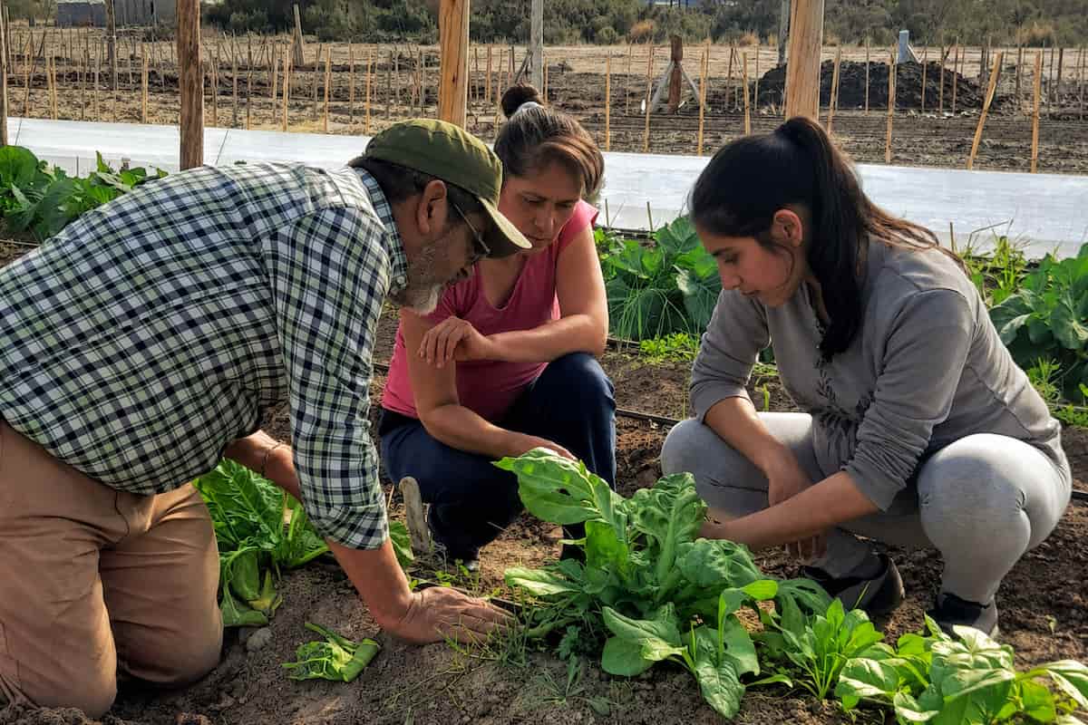 La experiencia agroecológica en el Valle Inferior de Chubut:
