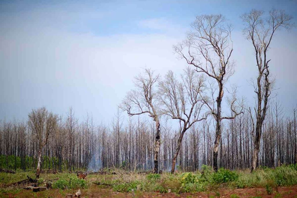 Puente Quemado II: desalojo y la avance del poder forestal sobre el territorio Mbya