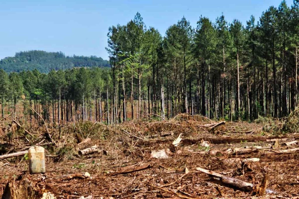 Puente Quemado II: desalojo y la avance del poder forestal sobre el territorio Mbya