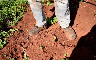 Es mucho más que tierra: la expansión del agronegocio forestal en Puerto Libertad