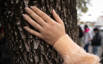 Una ciudad con menos árboles y más extractivismo urbano