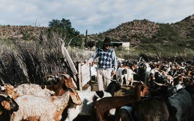 La trashumancia, forma de vida y producción milenaria