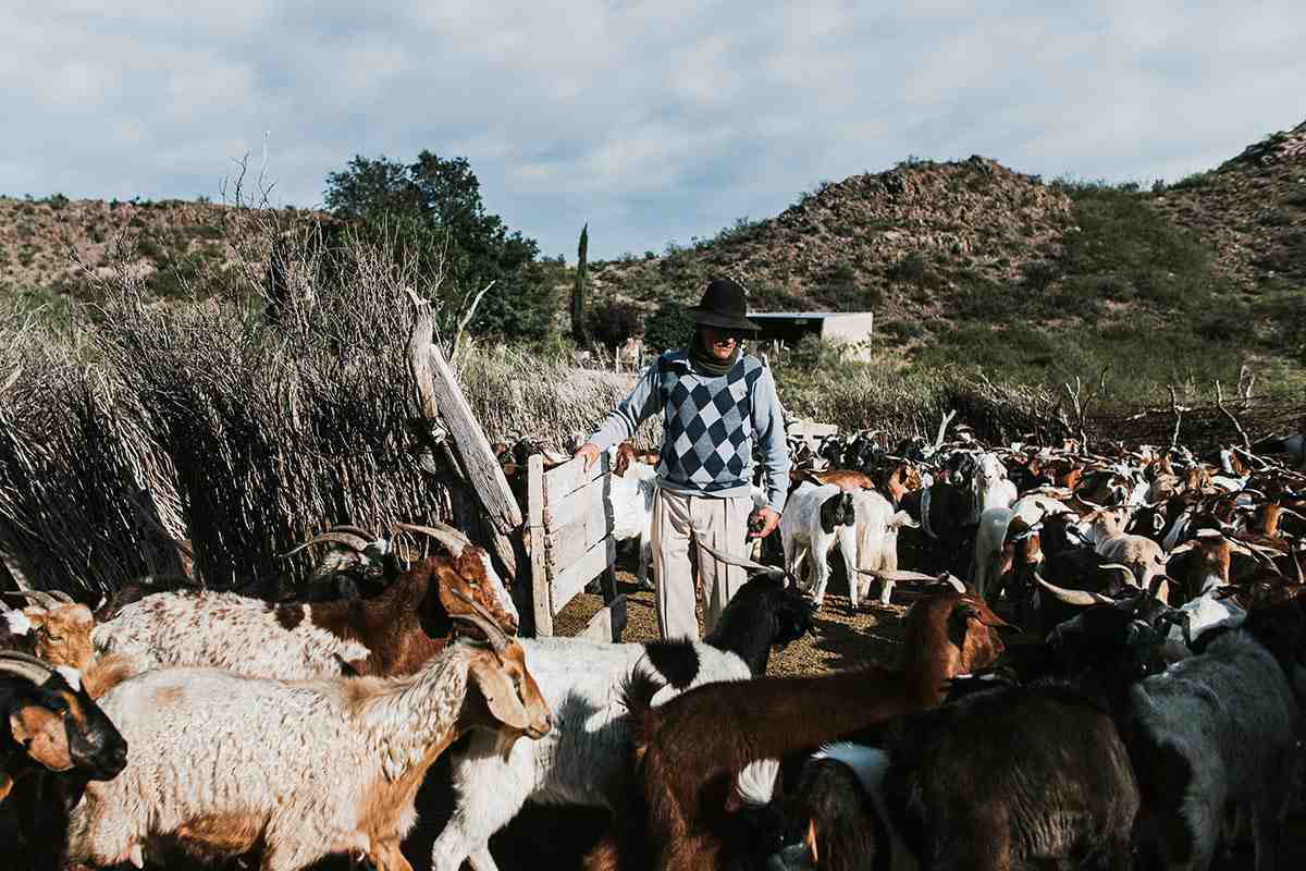 "Malargüe: entre veranadas e invernadas