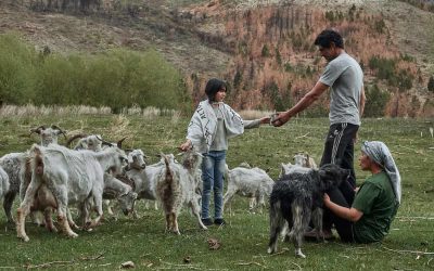 La trashumancia, forma de vida y producción milenaria