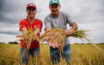 Hacia la masificación de la agroecología: 3.000 hectáreas de arroz agroecológico