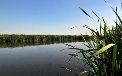 Reserva Natural Laguna de Rocha: verde para los vecinos o negocios para la especulación inmobiliaria