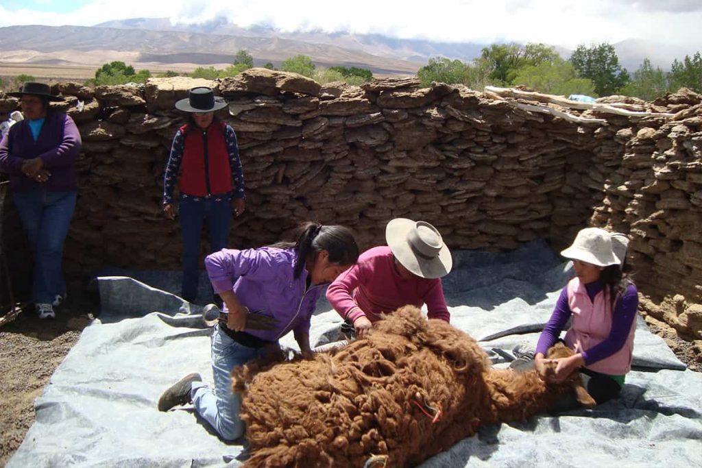 Cuidar la vida en el territorio: la deuda pendiente con las mujeres del campo