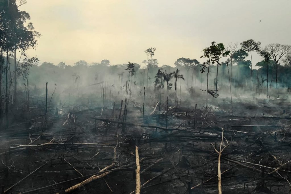 Deforestación, frontera agrícola y ultraderecha en Brasil