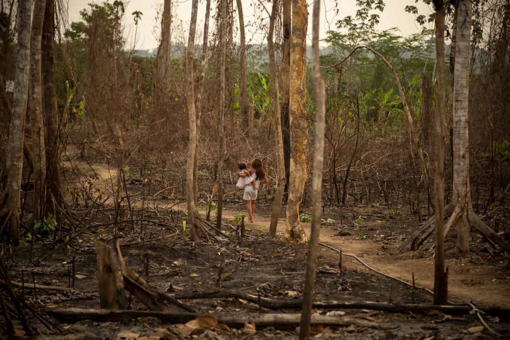 Deforestación, frontera agrícola y ultraderecha en Brasil